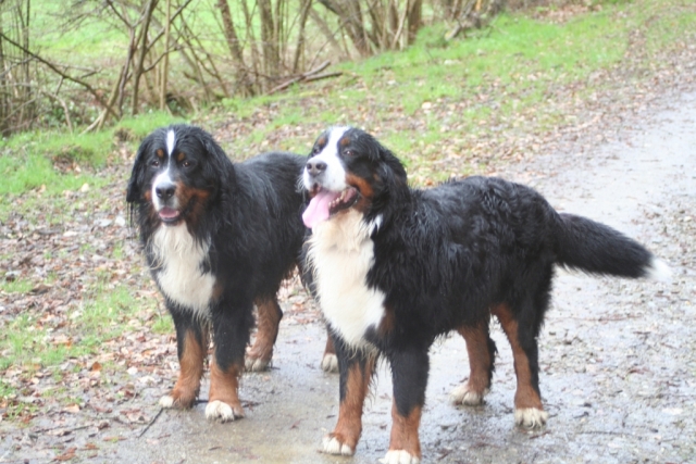 Regennasse Berner, Kosmo und Linus 2006