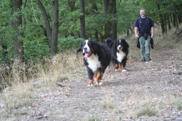 hier auf dem Rheinsteig kann man schön wandern