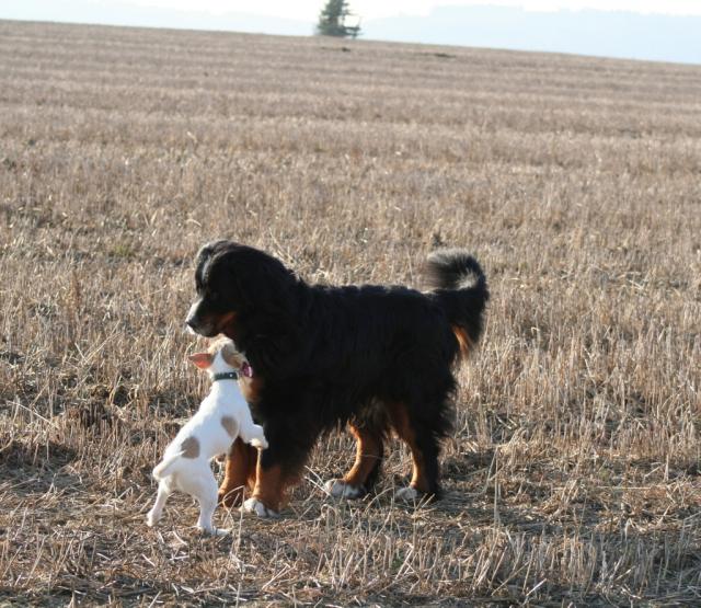 Kosmo liebt kleine weiße Hunde