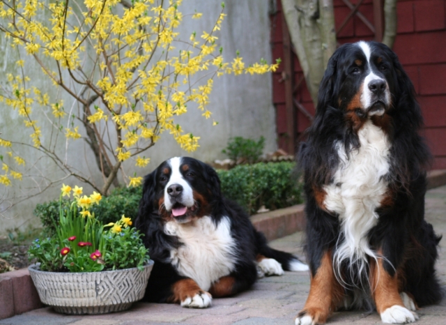 Linus und Kosmo